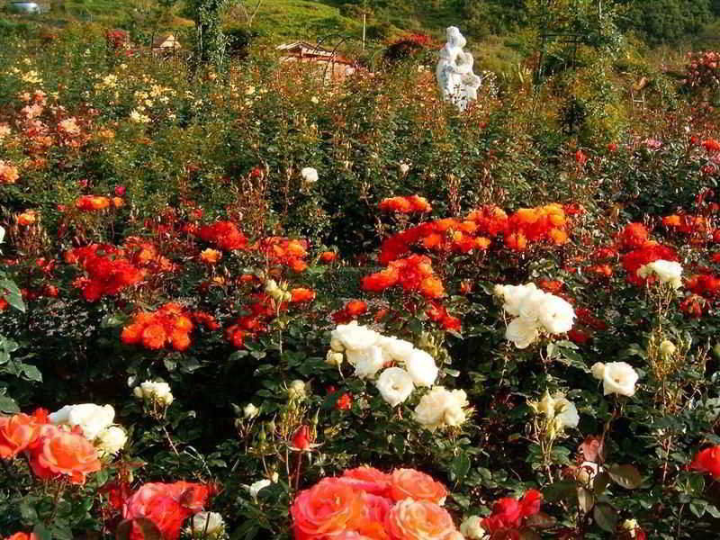 Pestana Quinta Do Arco Nature & Rose Garden Hotel Arco de São Jorge Zewnętrze zdjęcie
